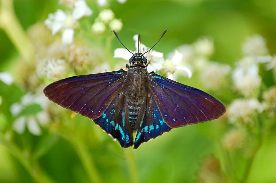 Mangrove Skipper Photograph by Richard Leighton