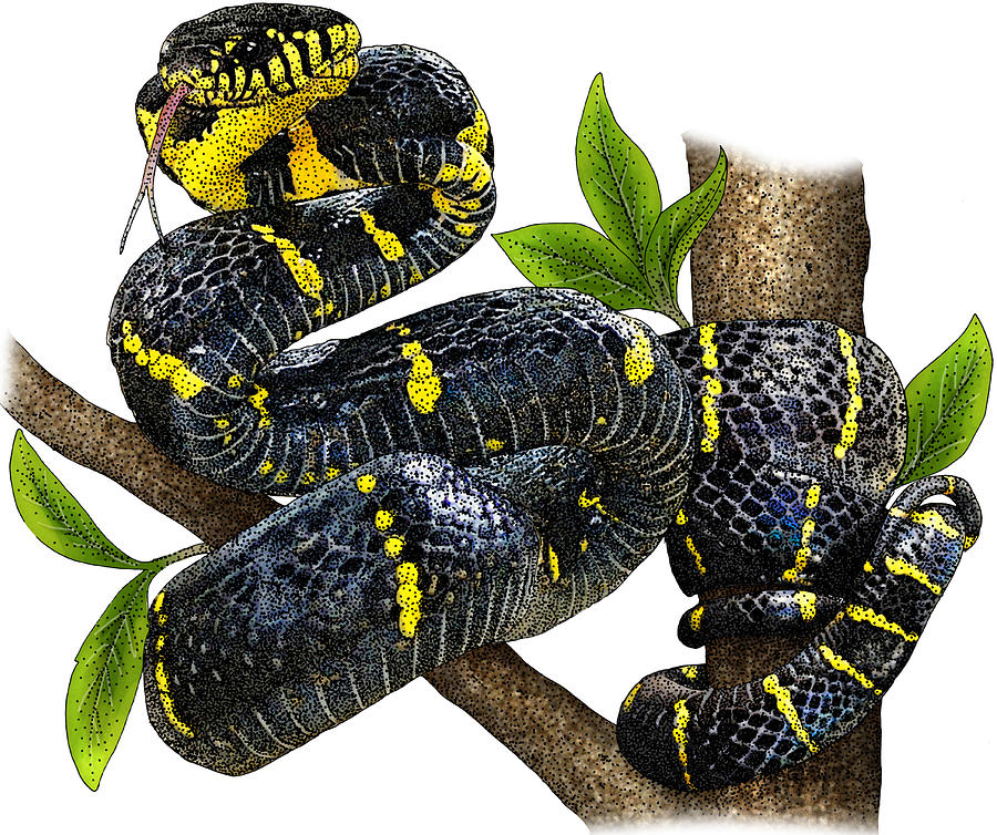 Mangrove Snake, Illustration Photograph by Roger Hall