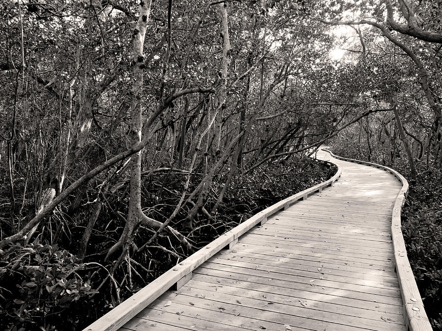 Nature Photograph - Mangrove Stroll in Sepia by Jean Macaluso