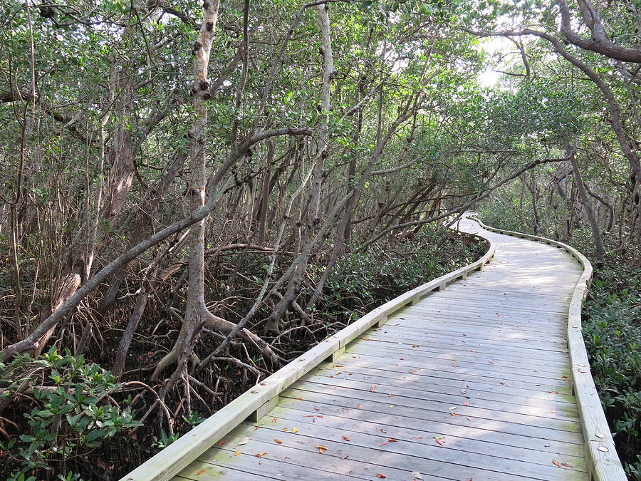 Mangrove Stroll Photograph by Jean Macaluso