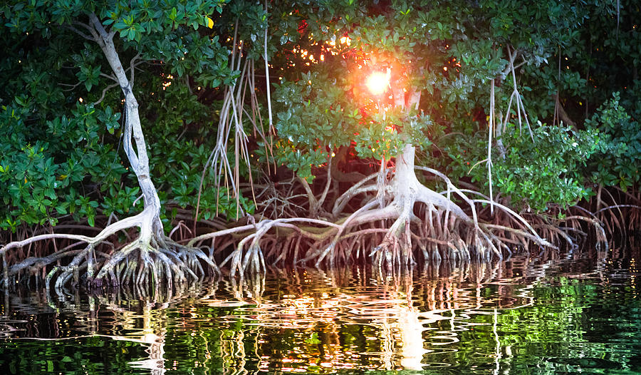 Mangrove Sunset Photograph by Karen Wiles