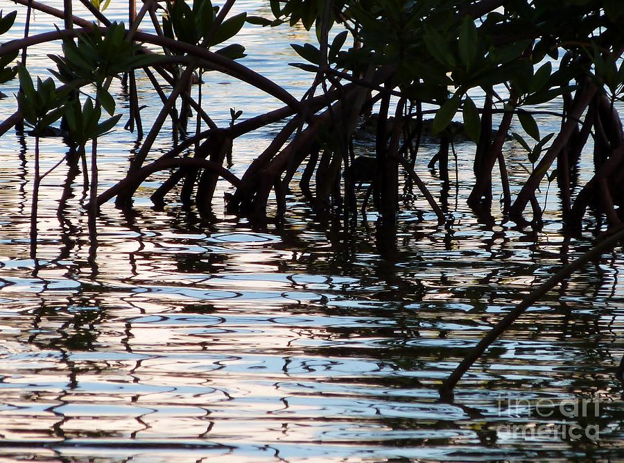 Color Photograph - Mangrove Swamp by Amar Sheow