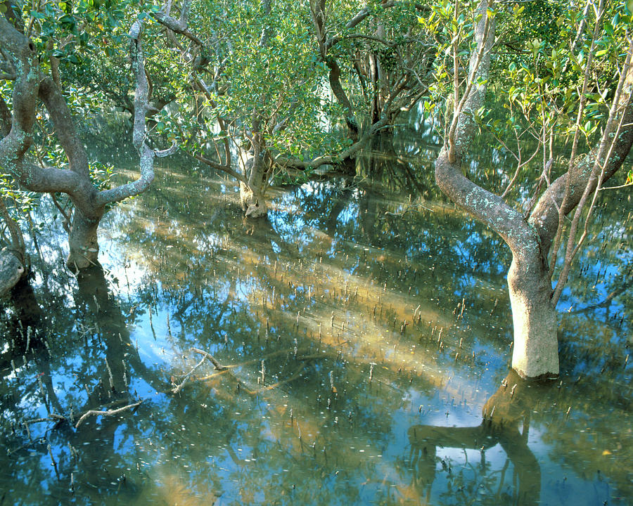 Mangrove Swamp During A High Tide Photograph By Simon Fraserscience Photo Library