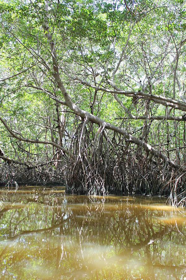 Mangrove swamp Photograph by Raul Ortiz-Pulido - Pixels