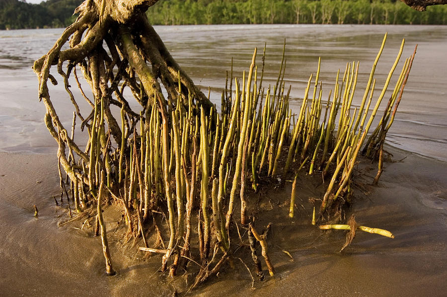 Mangrove Tree And Roots Matthew Oldfieldscience Photo Library 