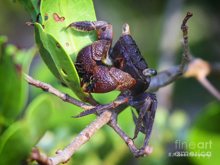 Mangrove Tree Crab Photograph by Barbara Bowen