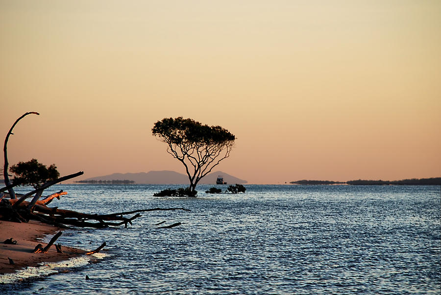 Mangrove tree. Fraser Island Photograph by Andrei SKY