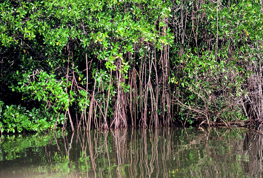 Tree Photograph - Mangrove Tree In Swamp Off Venezuela by Dr Morley Read/science Photo Library