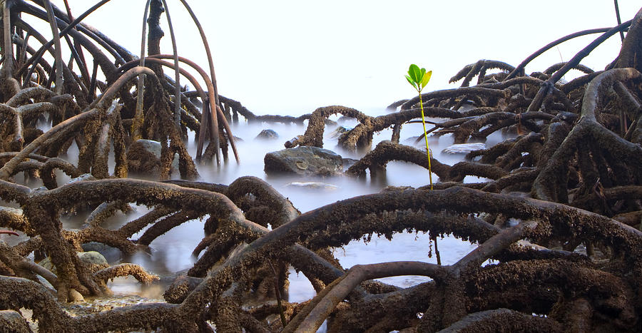 Abstract Photograph - Mangrove Tree Roots Detail by Dirk Ercken
