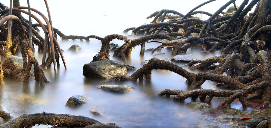 Mangrove Tree Roots Photograph by Dirk Ercken