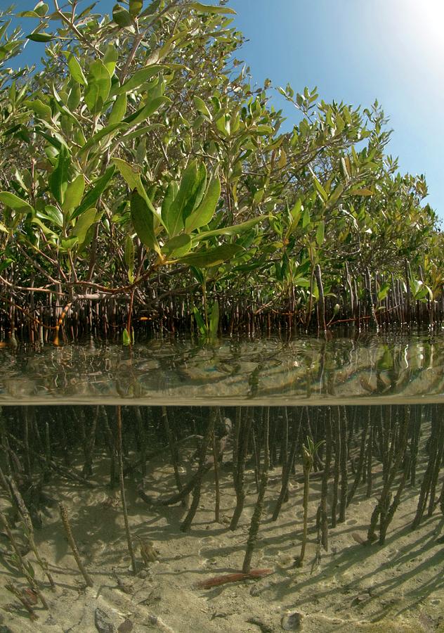 Mangrove Trees Photograph by Louise Murray/science Photo Library - Fine ...