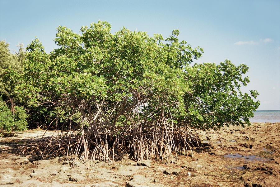 Mangrove Trees (rhizophora Sp.) Photograph by Jim Edds/science Photo ...