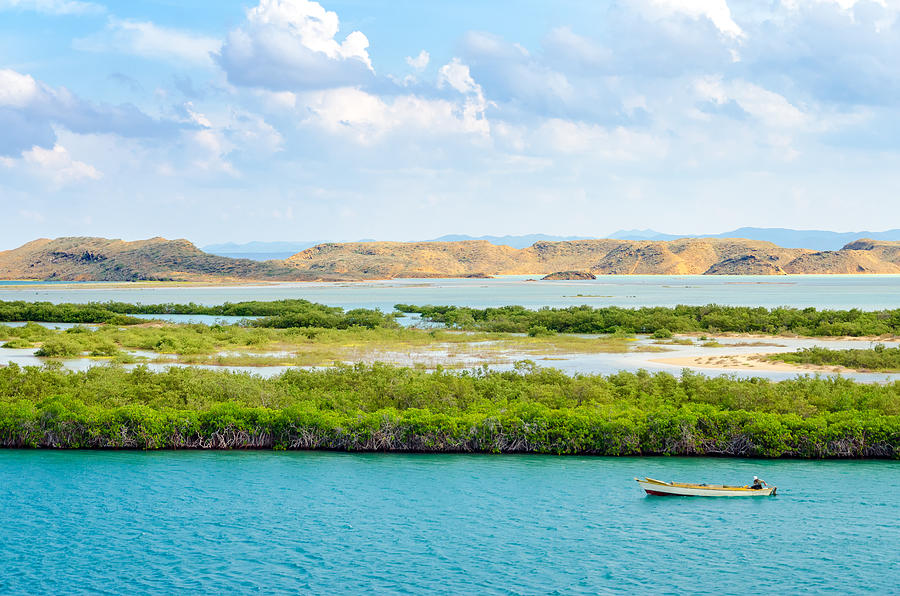 Mangroves And Boat Photograph