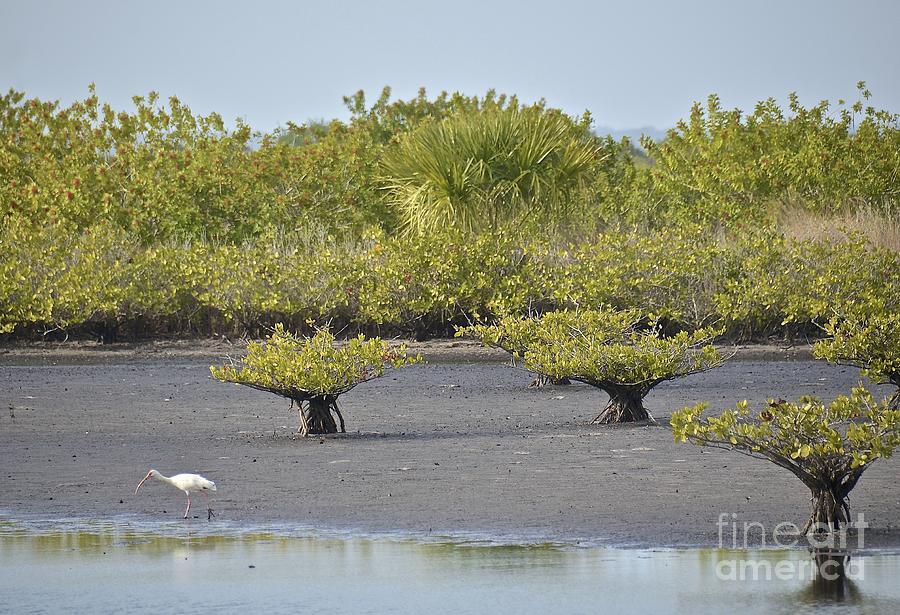 Mangroves at Low Tide Photograph by Carol  Bradley