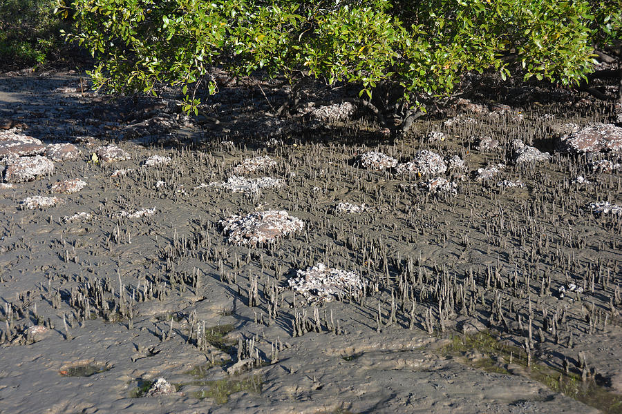 Mangroves At Low Tide Photograph by Newman & Flowers