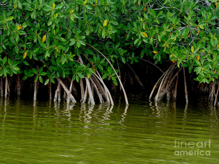 Nature Photograph - Mangroves in Everglades by Eva Kato