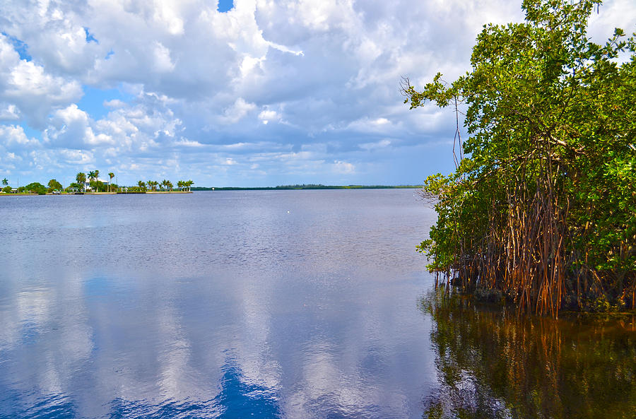 Mangroves in Matlacha Florida Photograph by Timothy Lowry