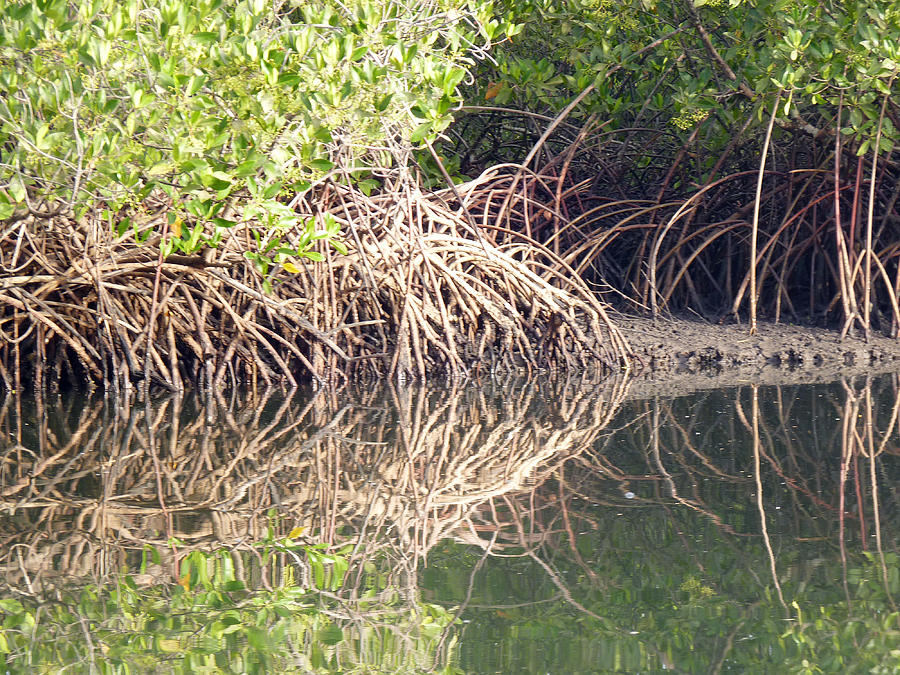 Mangroves in The Gambia Photograph by Tony Murtagh