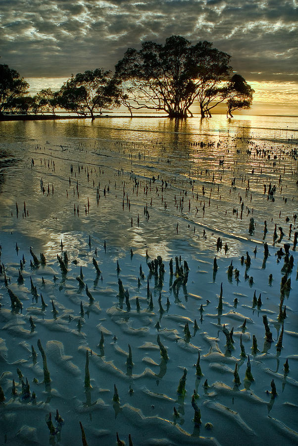 Mangroves Photograph by Robert Charity
