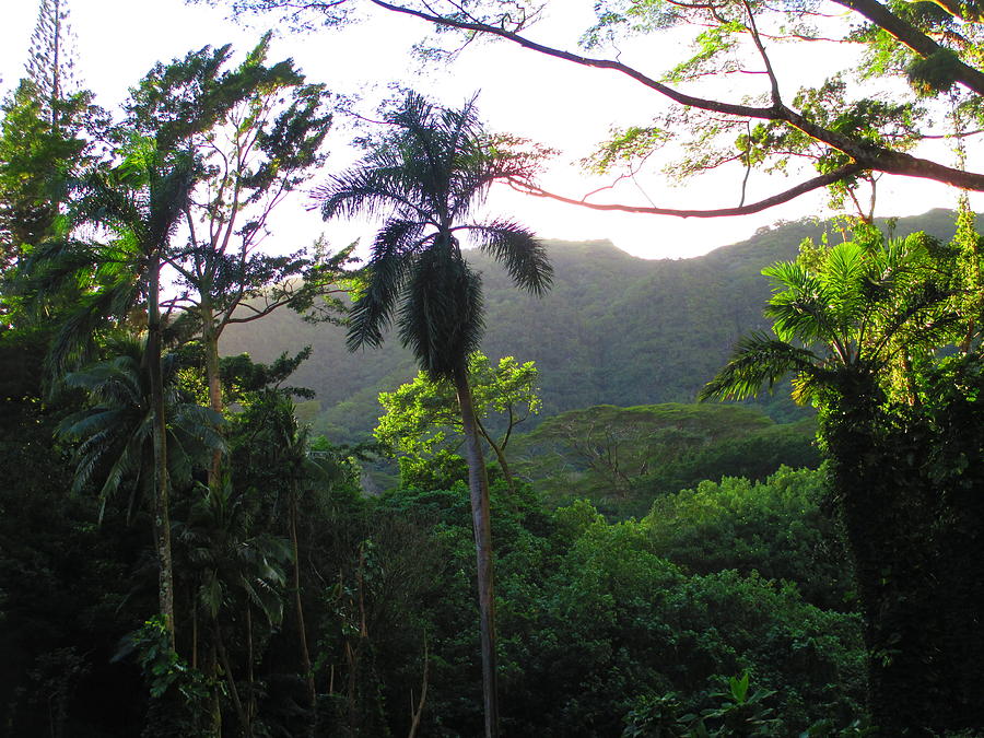 Jungle Photograph - Manoa Valley 1 by Elaine Haakenson