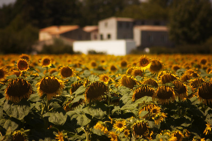 Sunflower Photograph - Manosque by Angela King-Jones