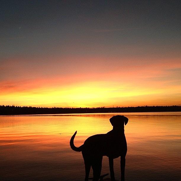 Sunset Photograph - Mans Best Friend by Chris Gove