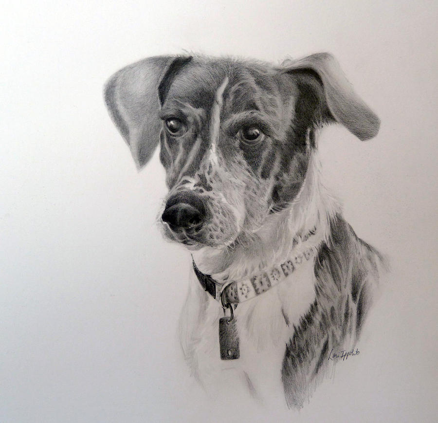 Mans Best Friend Drawing by Lori Ippolito