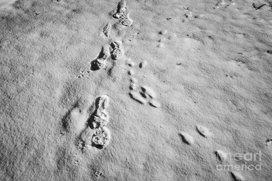 Animal Photograph - mans footprints and rabbit animal prints in the snow Saskatoon Saskatchewan Canada by Joe Fox