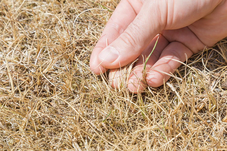 Mans hand showing the dried grass without rain for a long time. Closeup. Hot summer season with high temperature. Low humidity level. Environmental problem. Global warming. Photograph by FotoDuets
