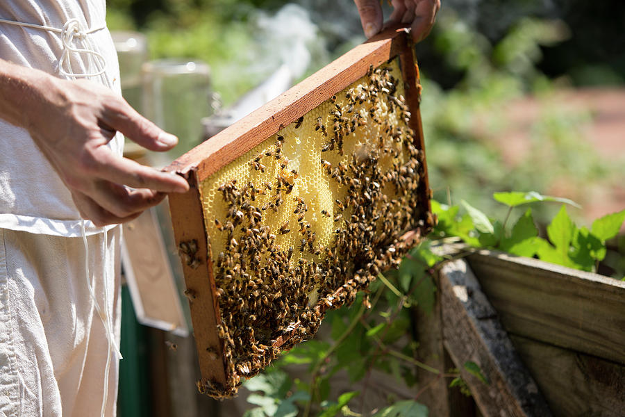 Mans Hands Holding A Beeswax Honeycomb Photograph by Jared Alden - Fine ...