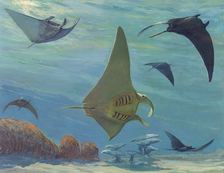 Wildlife Painting - Manta Ray by ACE Coinage painting by Michael Rothman