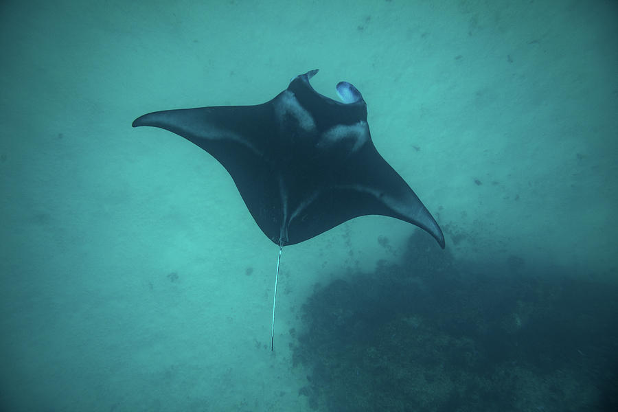 Manta Ray Swimming In The Pacific Photograph by Panoramic Images