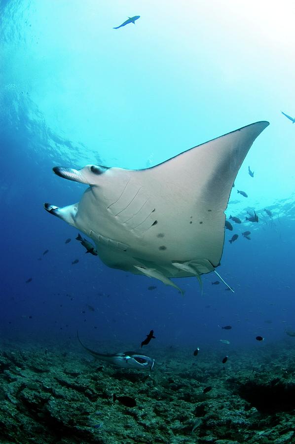 Fish Photograph - Manta Rays Swimming Over Reef by Scubazoo/science Photo Library