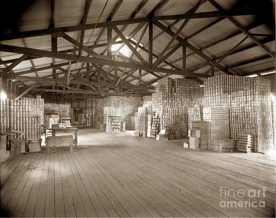 Manteca Photograph - Manteca Packing Company interior California  circa 1920 #1 by Monterey County Historical Society