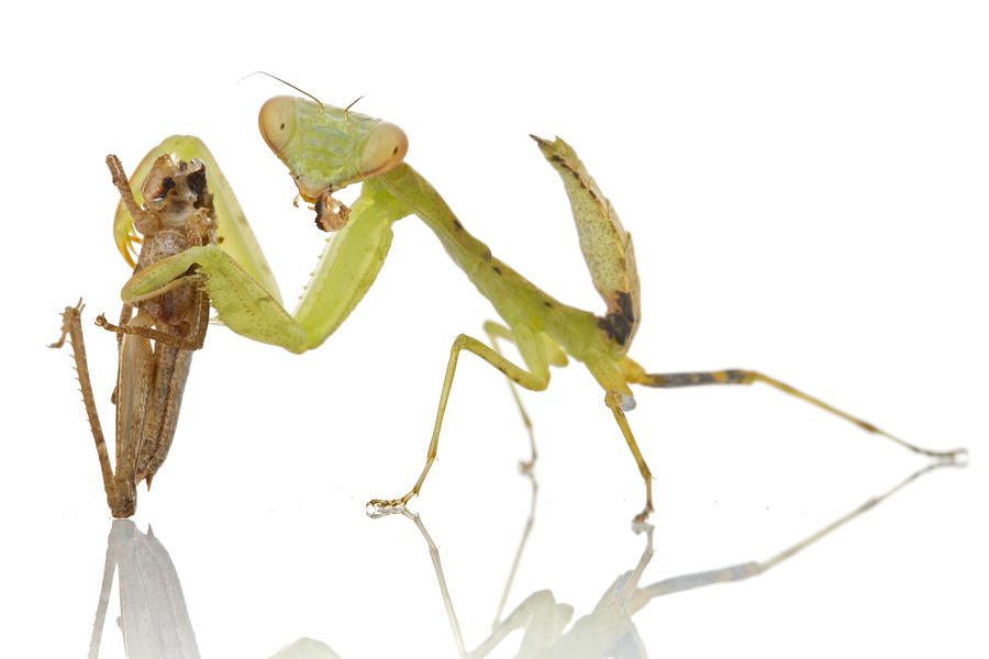 Mantid Eating Grasshopper Gorongosa Photograph by Piotr Naskrecki