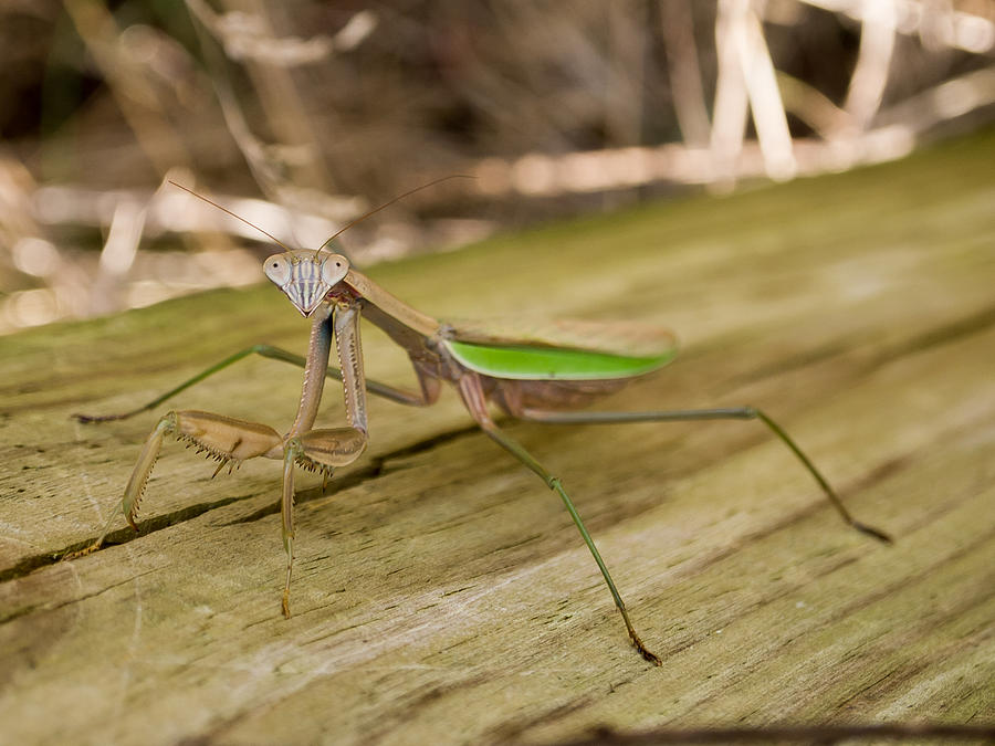 Insect Photograph - Mantis by Carl Engman Insect Photograph - Mantis by Carl Engman