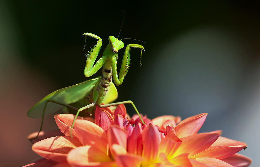 Mantis dancing on dahlia Photograph by Huayang