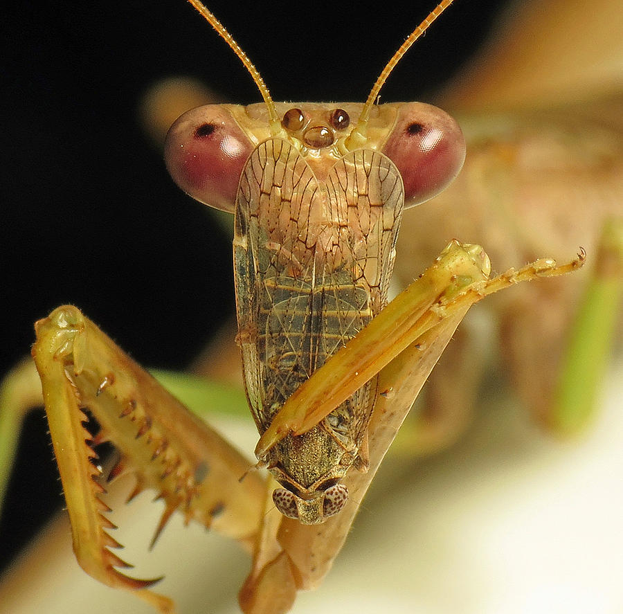 Mantis Dinner Photograph by Walter Klockers - Fine Art America