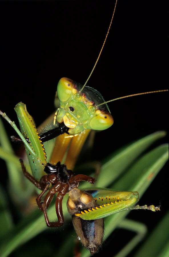 Mantis Eating Spider Photograph by Simon Pollard