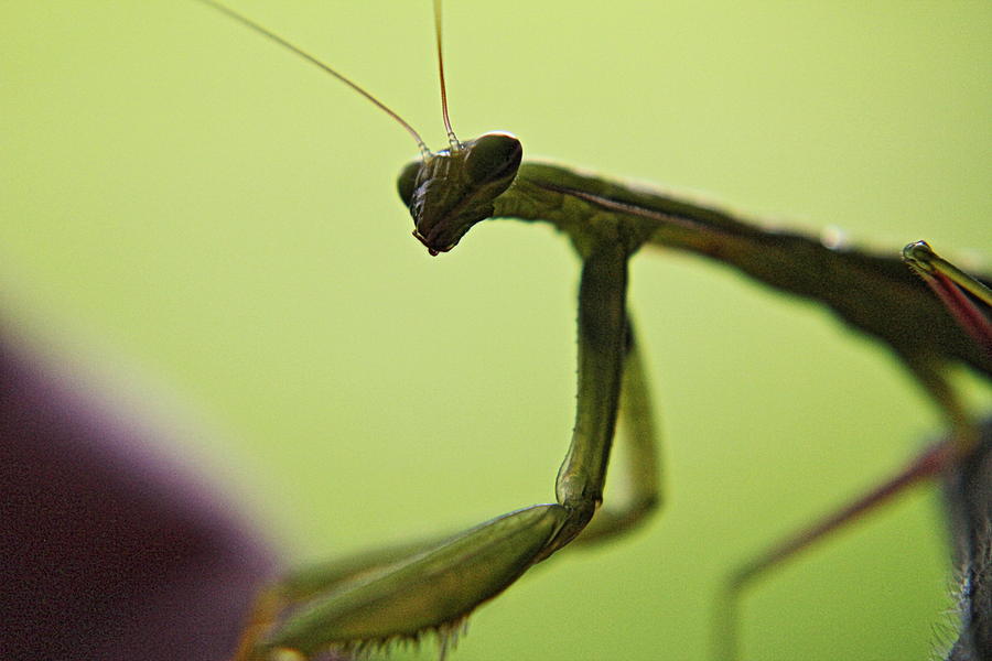 Mantis Glance Photograph by Trent Mallett