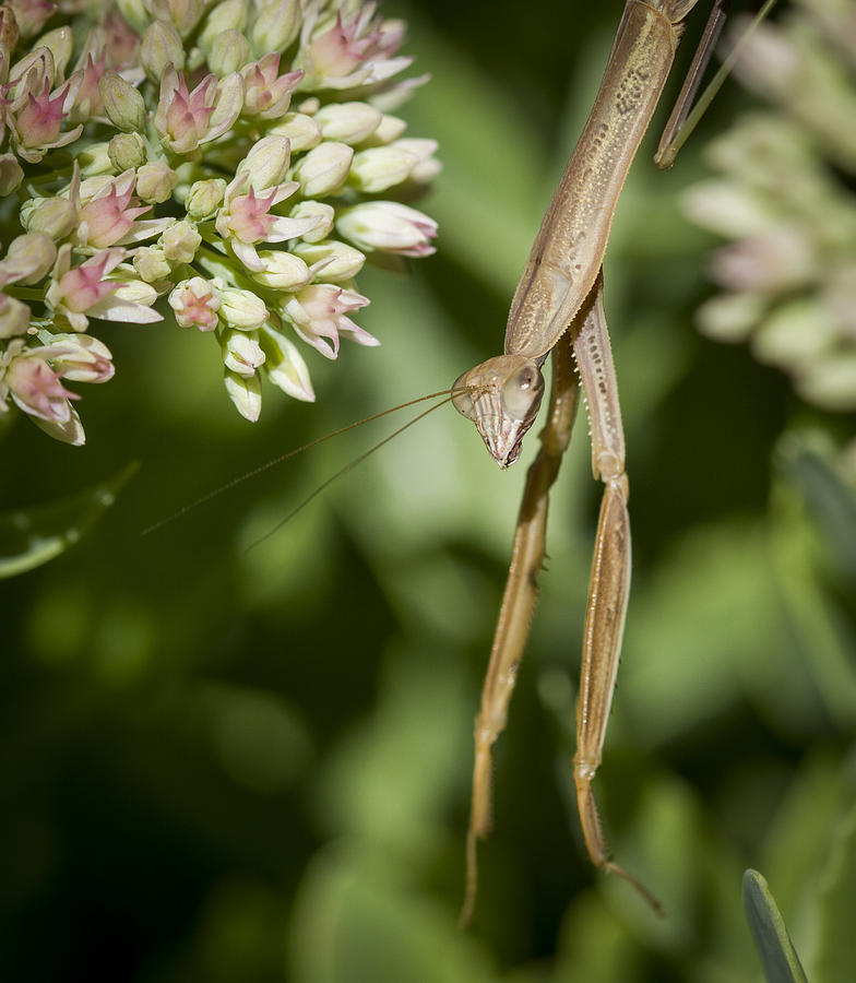 Mantis Hanging Out Photograph by Jean Noren
