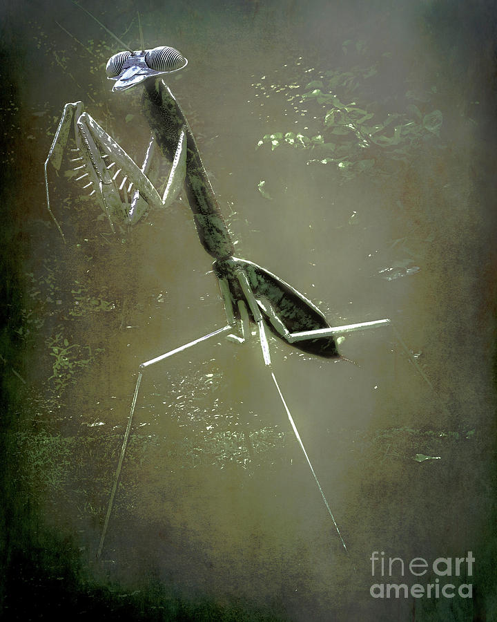 Nature Photograph - Mantis II by Arne Hansen
