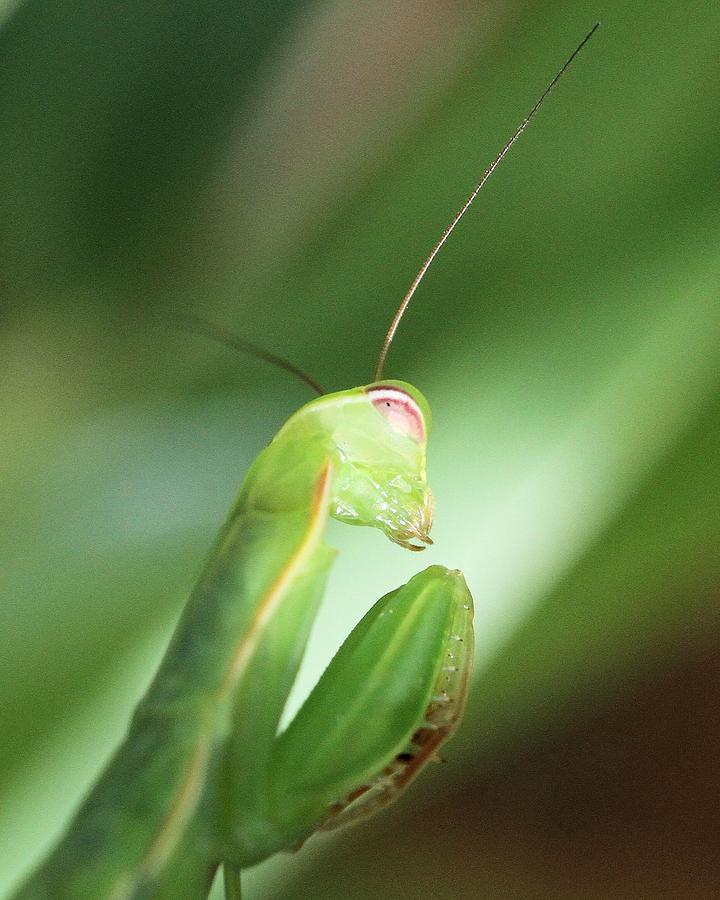 Mantis in a sunbeam Photograph by Doris Potter