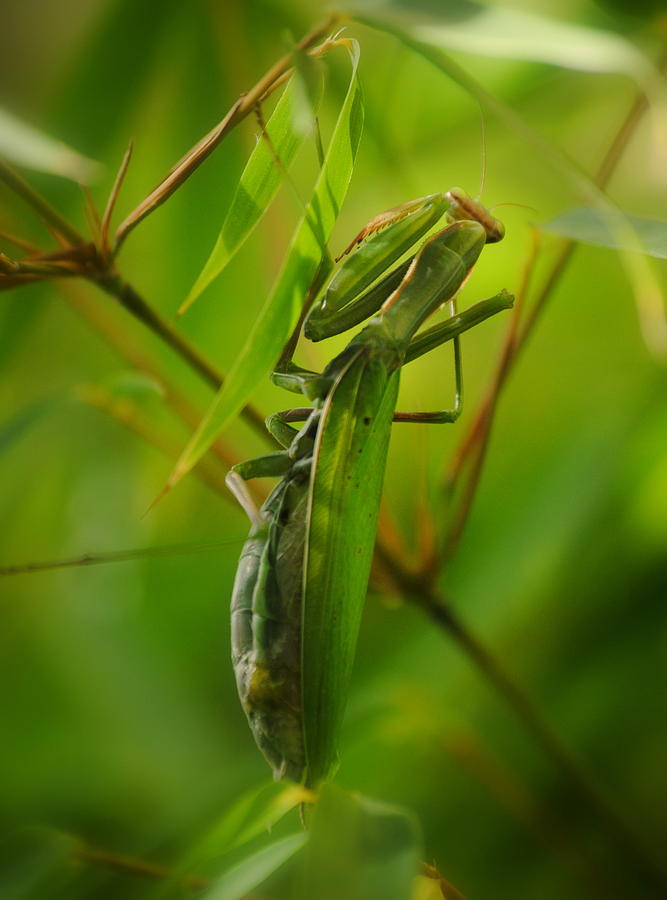 Mantis In Bamboo Photograph by Nathan Abbott