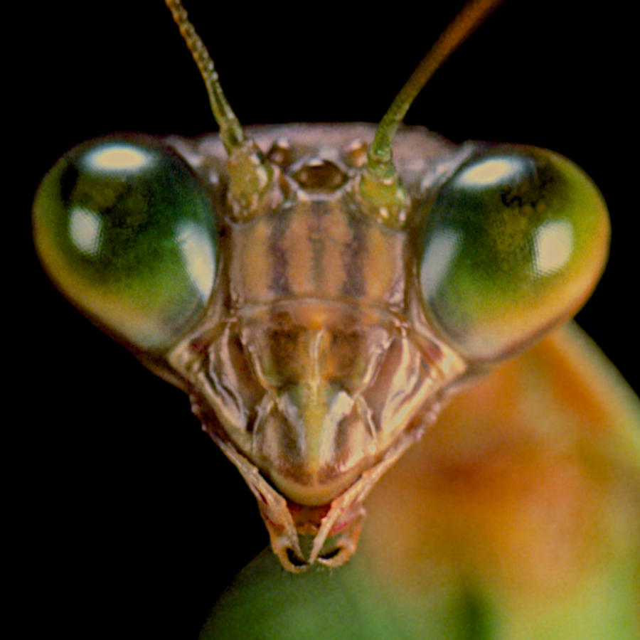 Frog Photograph - Macro Closup #5 Of 9 Of The Chinese Praying Mantis by Leslie Crotty
