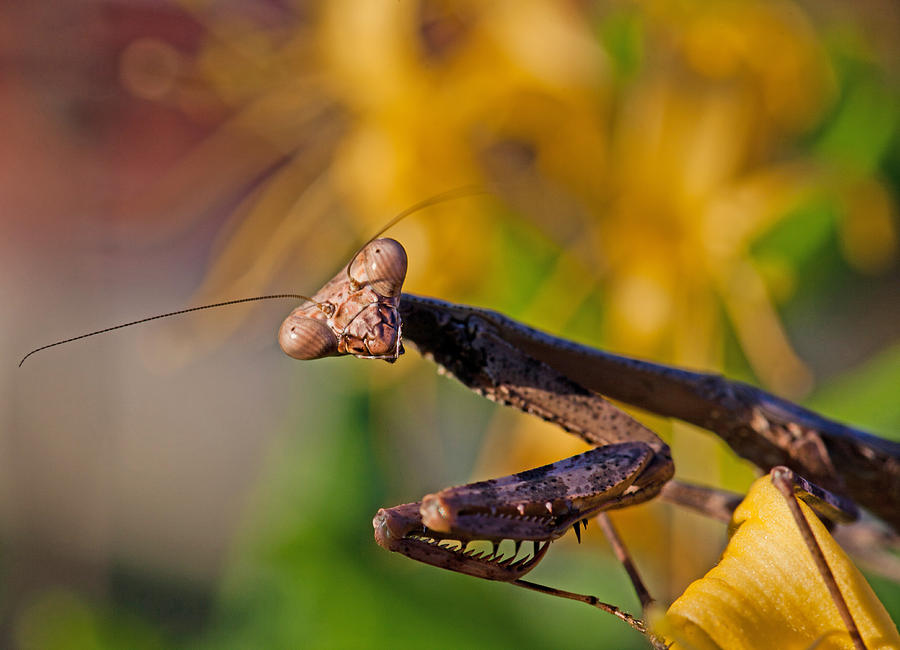 Mantis Photograph by Mark Alder