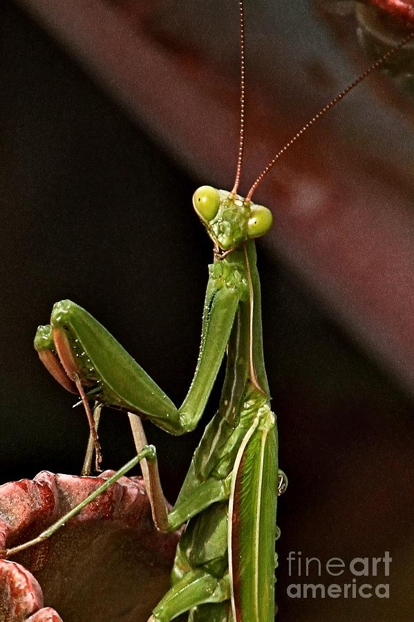 Mantis Pose Photograph by Adam Jewell