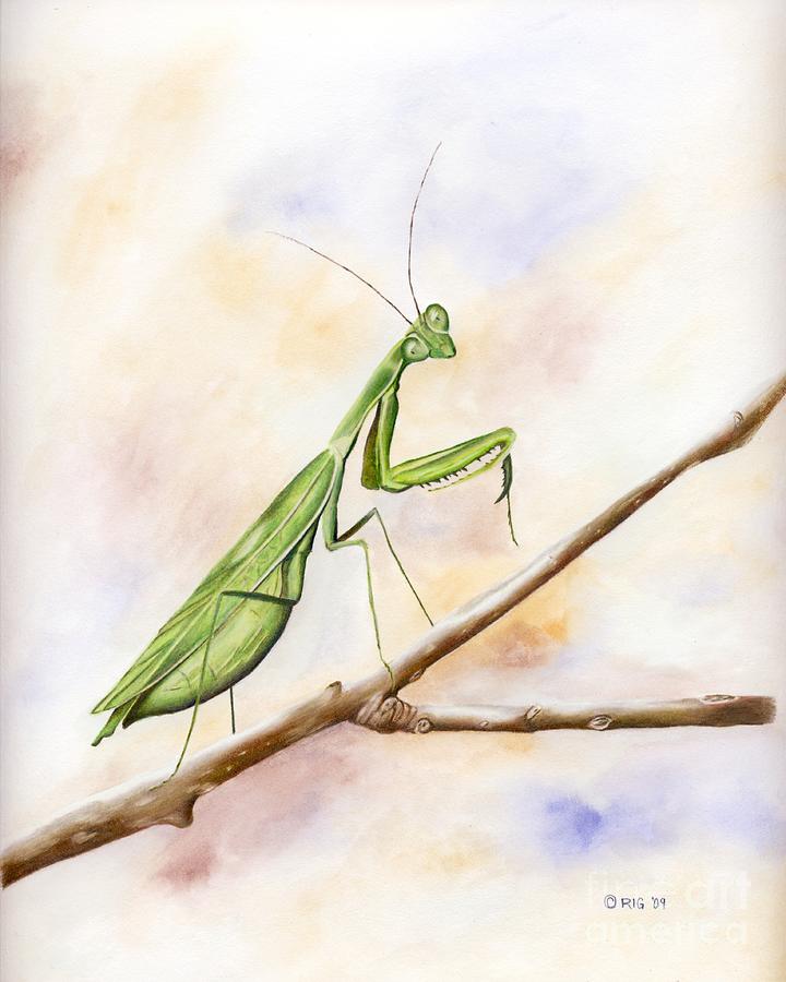 Mantis Drawing by Rosellen Westerhoff