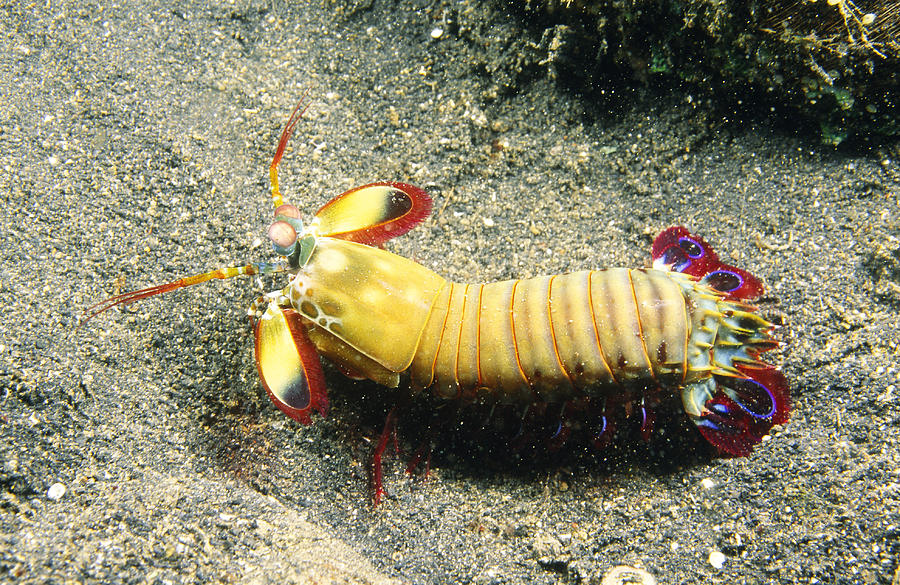 Mantis Shrimp Photograph by F. Stuart Westmorland