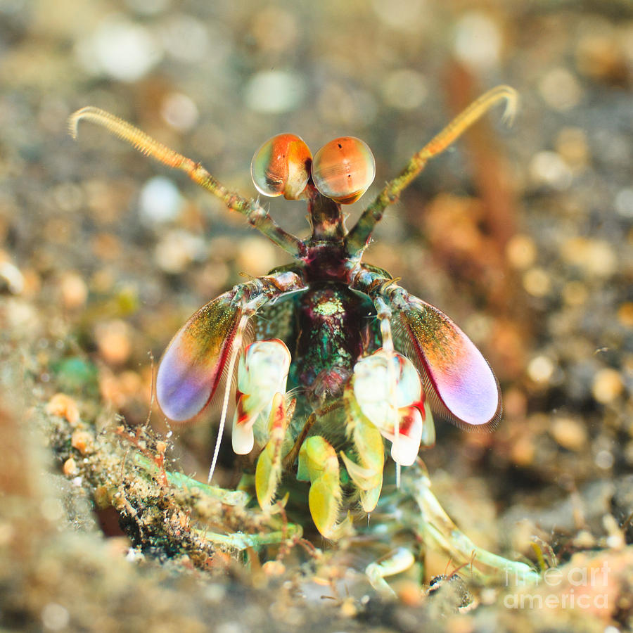 Wildlife Photograph - Mantis shrimp by MotHaiBaPhoto Prints